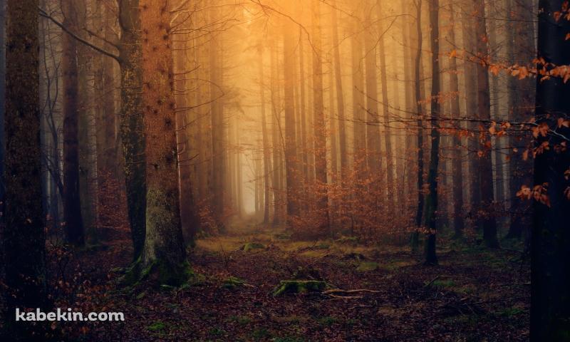 荘厳な霧に包まれた秋の森 / Foggy autumn forestの壁紙(800px x 480px) 高画質 PC・デスクトップ用