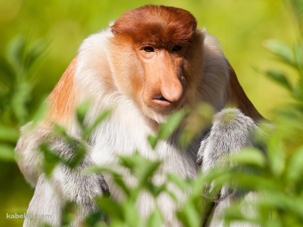 草原の中に座るテングザル / Proboscis monkey sitting in the grasslandの壁紙(1024px x 768px) 高画質 PC・デスクトップ用
