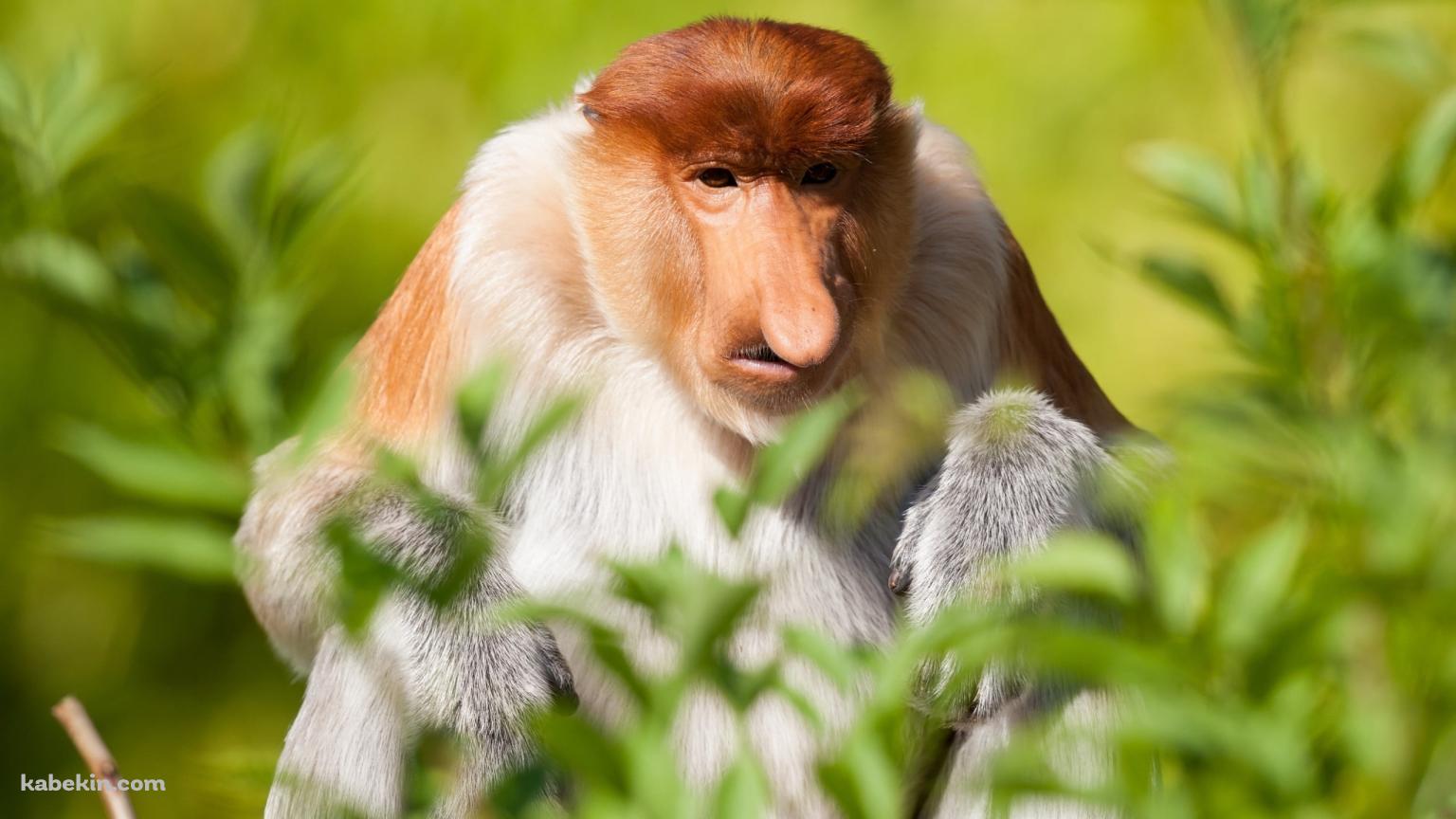 草原の中に座るテングザル / Proboscis monkey sitting in the grasslandの壁紙(1536px x 864px) 高画質 PC・デスクトップ用