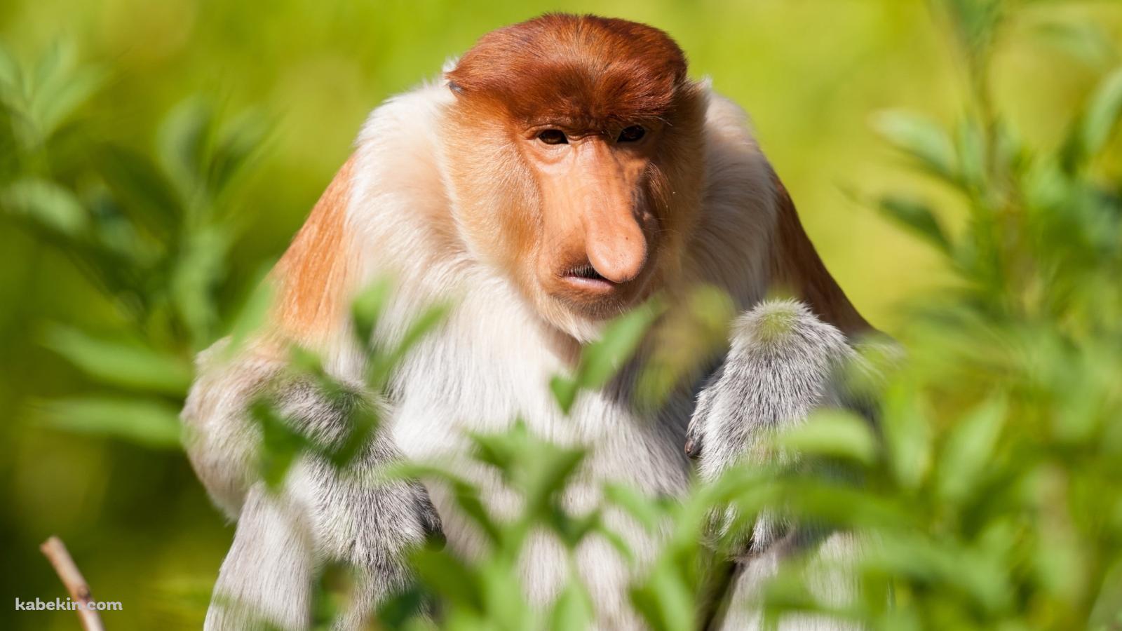 草原の中に座るテングザル / Proboscis monkey sitting in the grasslandの壁紙(1600px x 900px) 高画質 PC・デスクトップ用