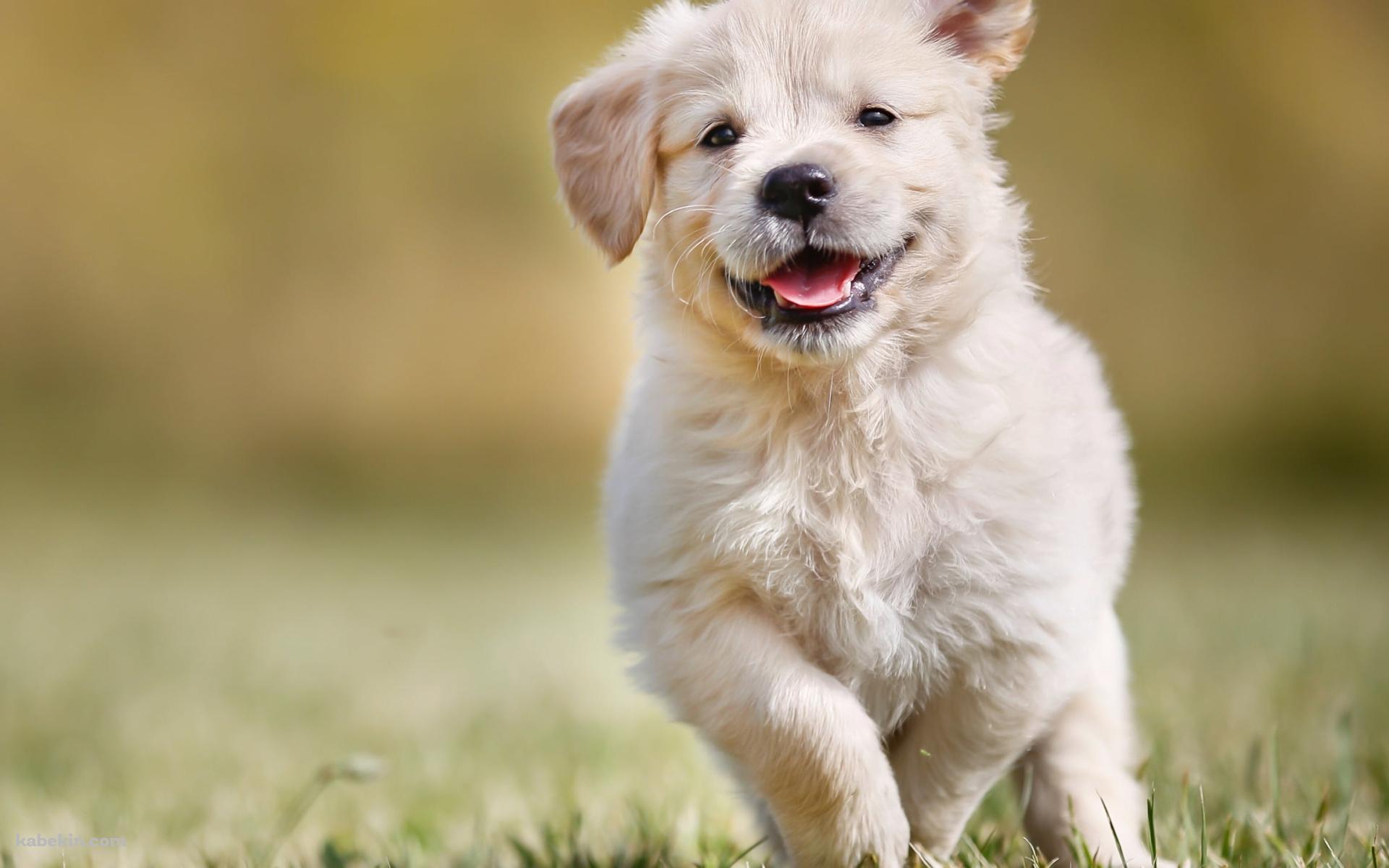草の上を走る可愛いゴールデン・レトリバーの子犬の壁紙(1920px x 1200px) 高画質 PC・デスクトップ用