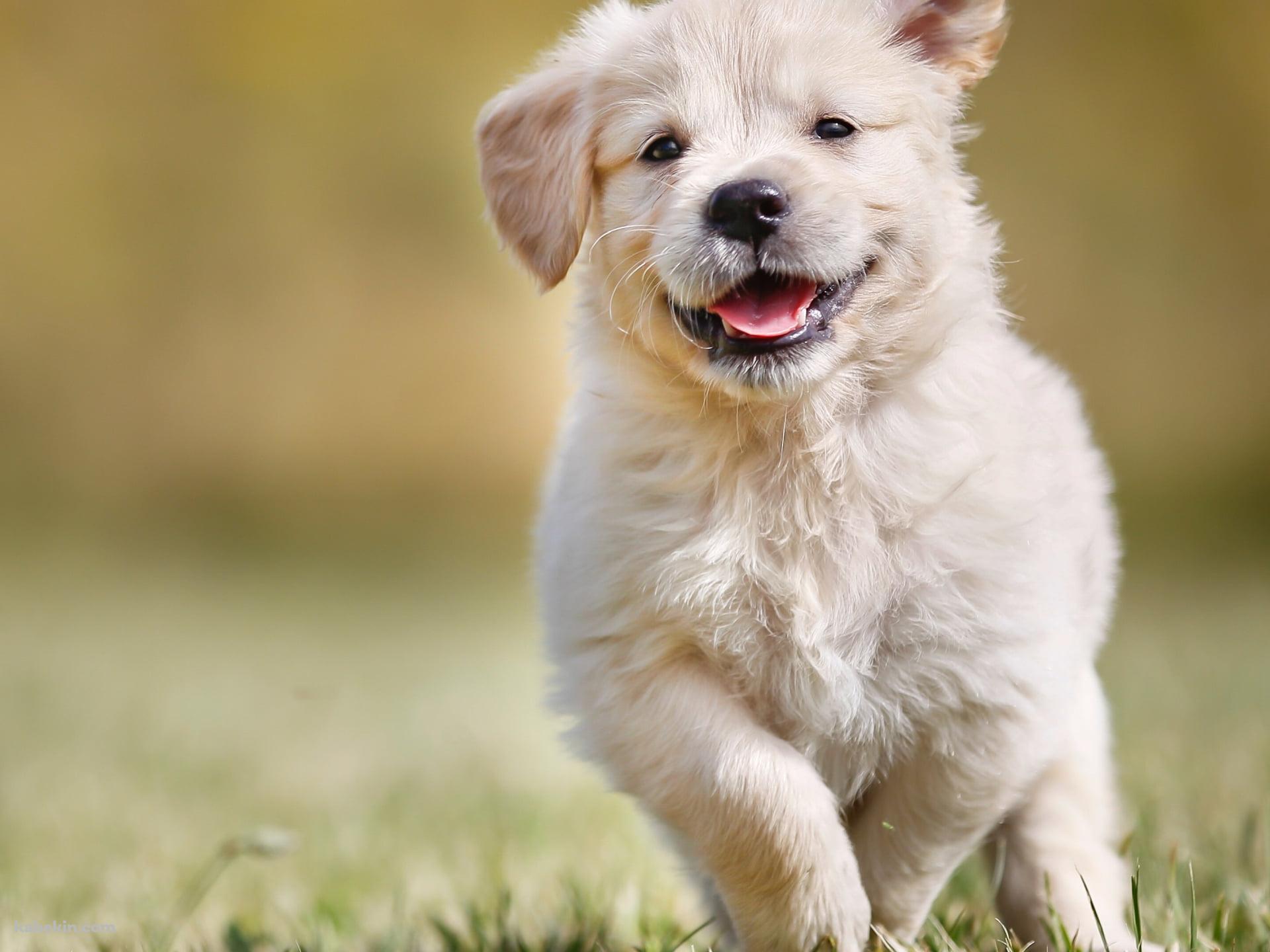 草の上を走る可愛いゴールデン・レトリバーの子犬の壁紙(1920px x 1440px) 高画質 PC・デスクトップ用