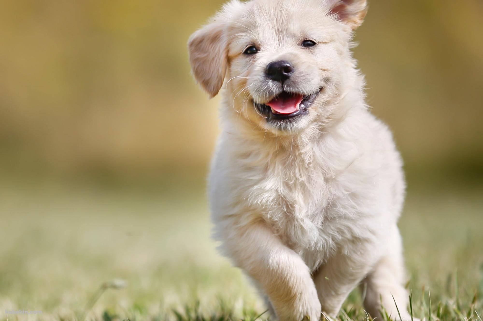 草の上を走る可愛いゴールデン・レトリバーの子犬の壁紙(2000px x 1333px) 高画質 PC・デスクトップ用