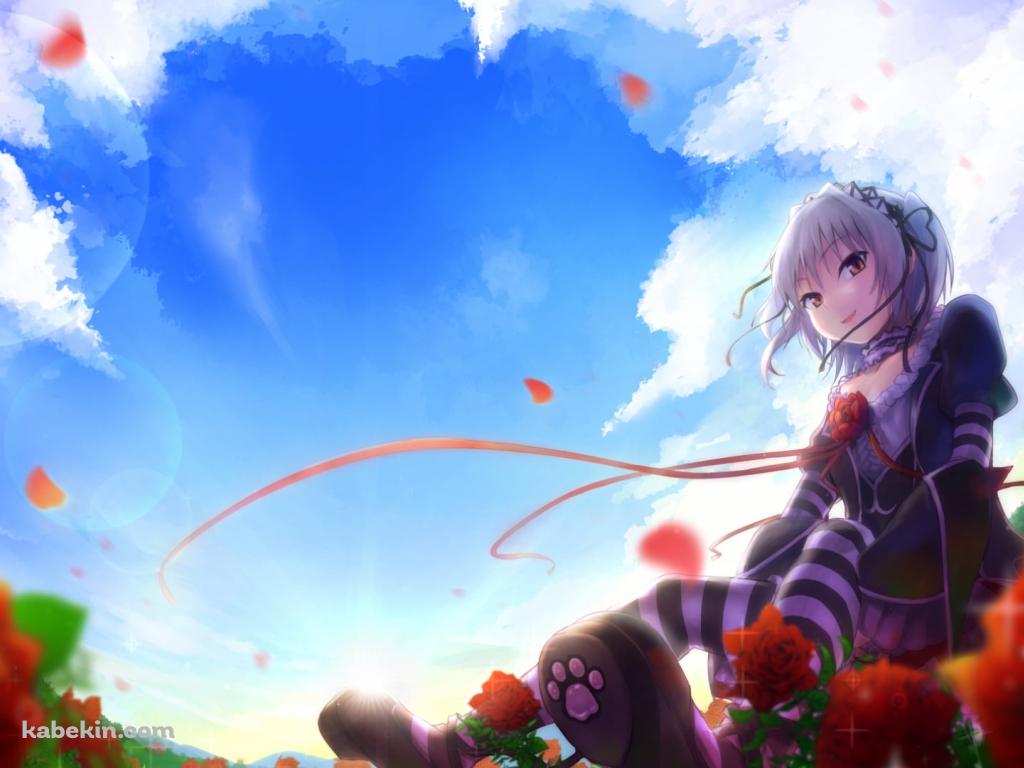 赤い薔薇と内藤 舞亜 (ないとう まいあ) / ハピメアの壁紙(1024px x 768px) 高画質 PC・デスクトップ用