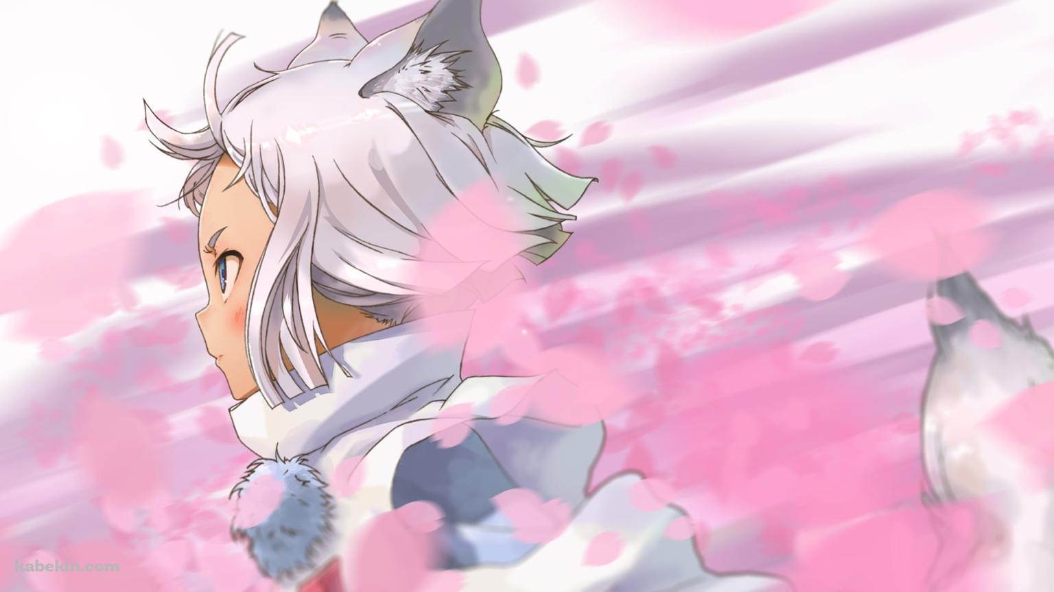 ピンクの花びらとコン / 東京レイヴンズの壁紙(1536px x 864px) 高画質 PC・デスクトップ用