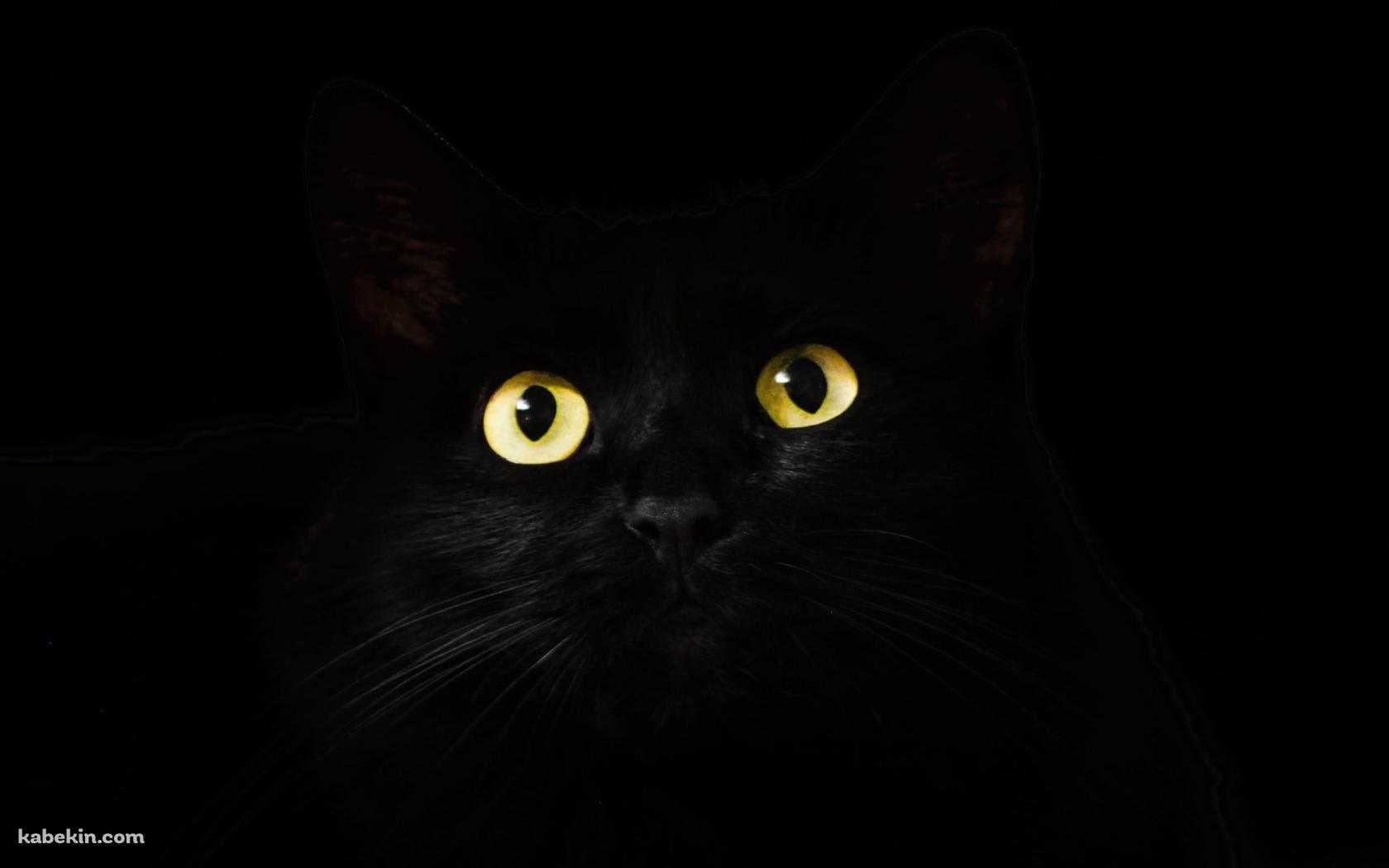 闇にまぎれる黄色い瞳の黒猫の壁紙(1680px x 1050px) 高画質 PC・デスクトップ用