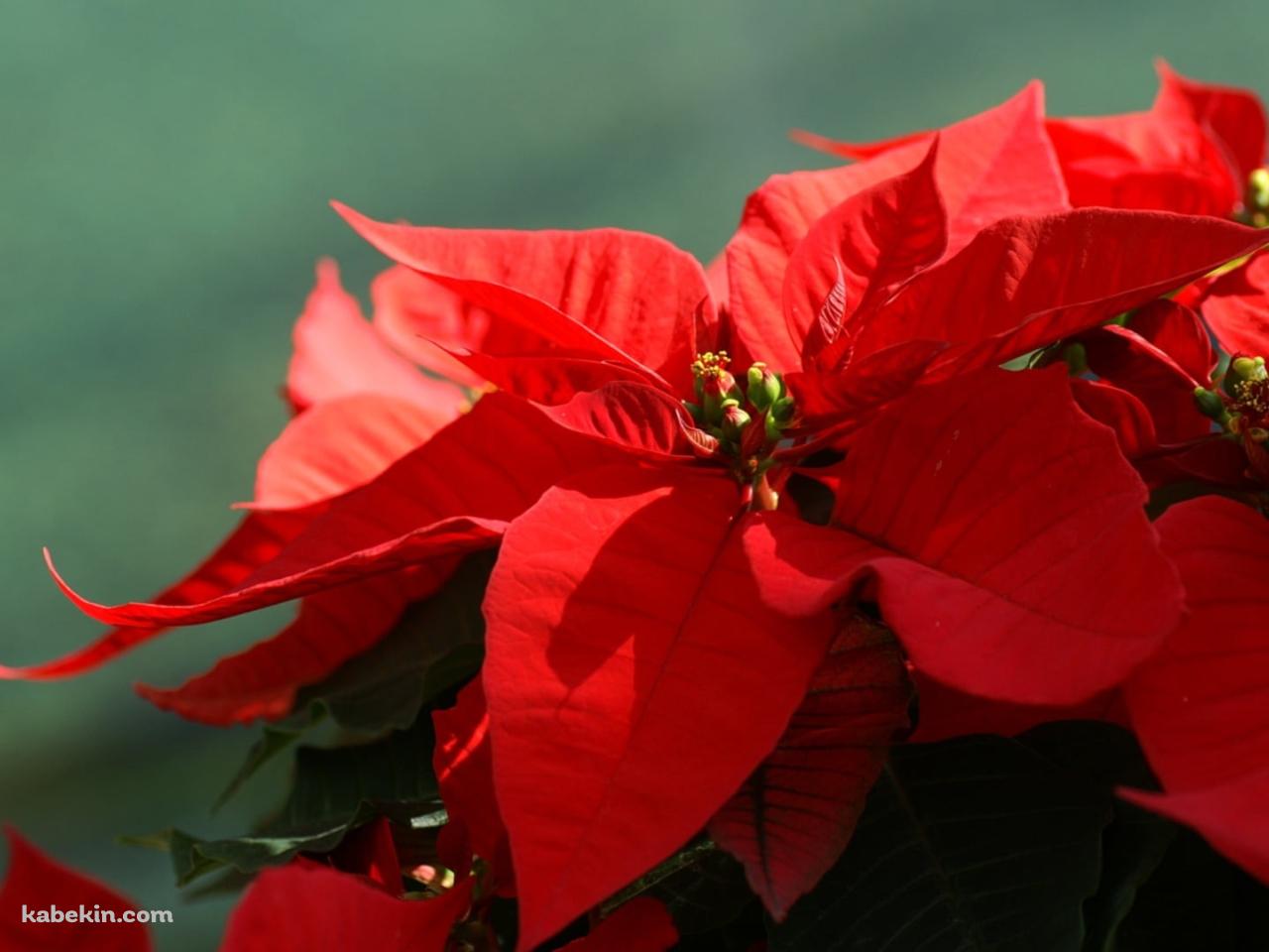 クリスマスフラワー ポインセチアの壁紙(1280px x 960px) 高画質 PC・デスクトップ用