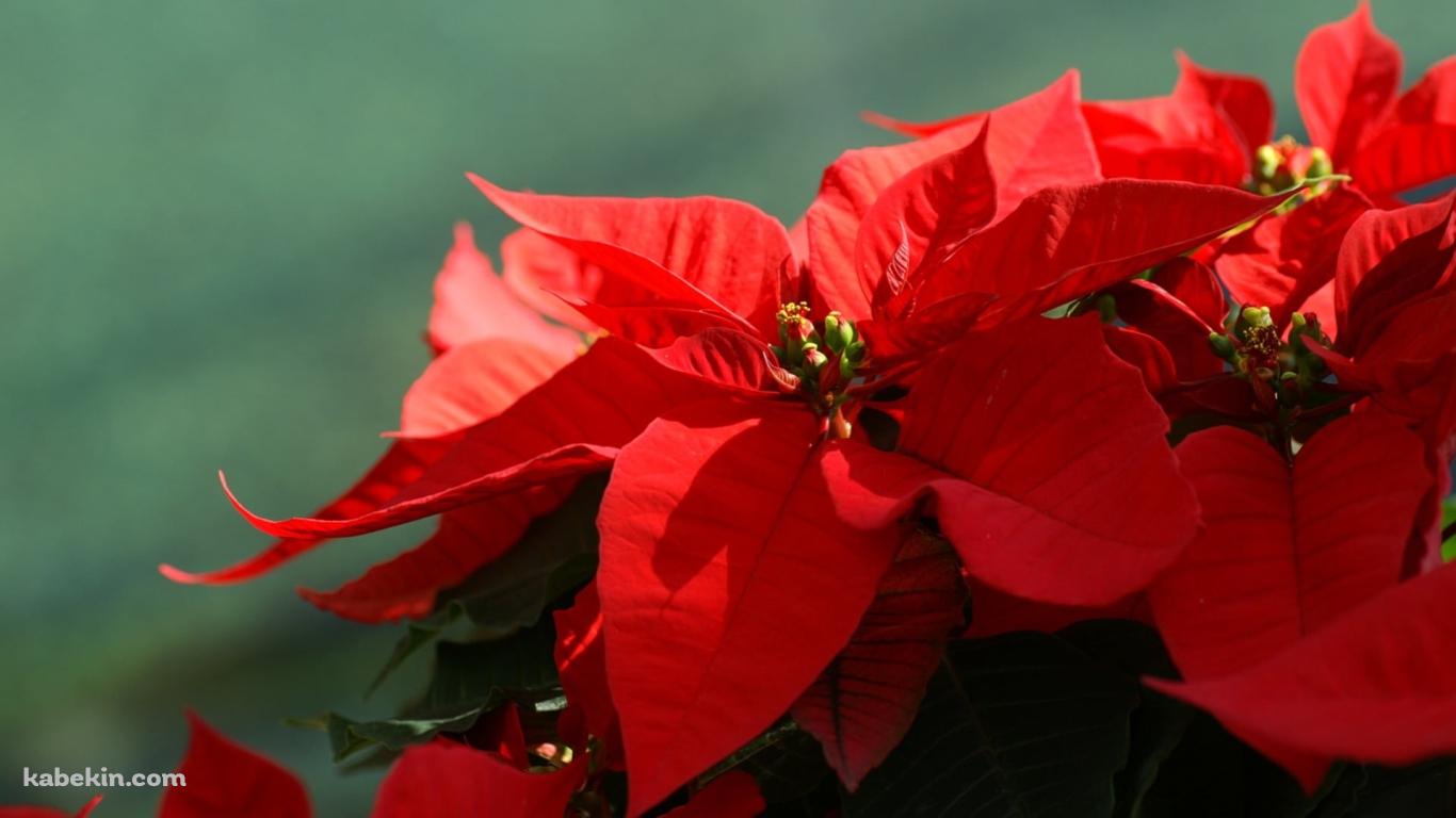 クリスマスフラワー ポインセチアの壁紙(1366px x 768px) 高画質 PC・デスクトップ用