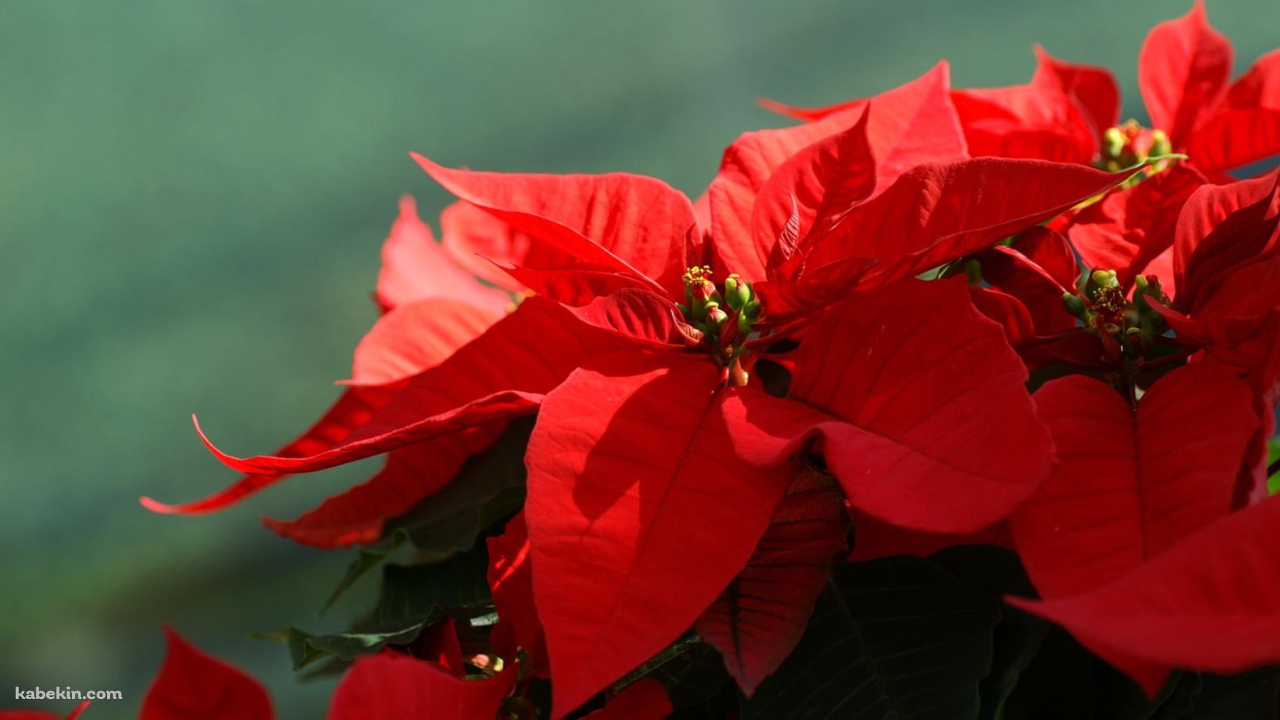 クリスマスフラワー ポインセチアの壁紙(1829px x 1029px) 高画質 PC・デスクトップ用