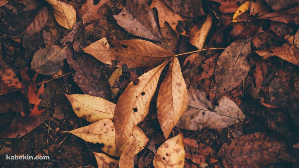地面に落ちた茶色い葉っぱ / 土の壁紙(1051px x 591px) 高画質 PC・デスクトップ用
