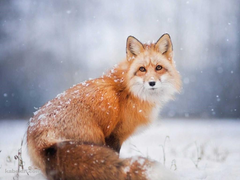 雪の中、こちらを見つめる狐の壁紙(1024px x 768px) 高画質 PC・デスクトップ用