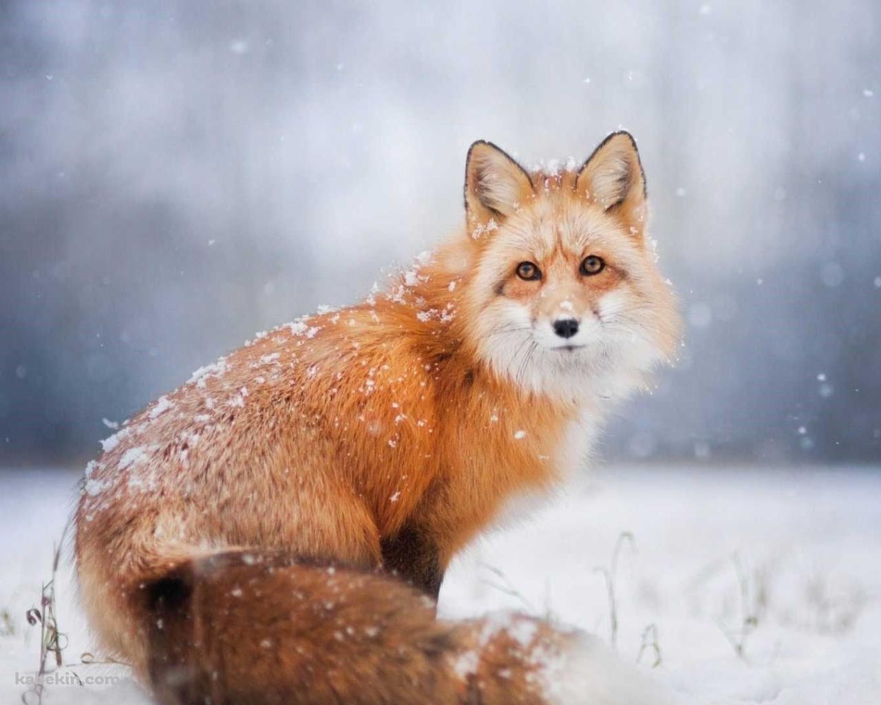 雪の中、こちらを見つめる狐の壁紙(1280px x 1024px) 高画質 PC・デスクトップ用