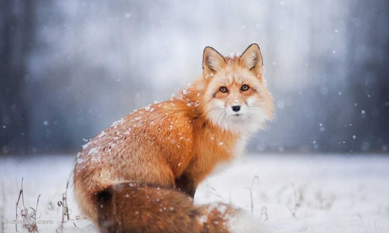 雪の中、こちらを見つめる狐の壁紙(1280px x 768px) 高画質 PC・デスクトップ用