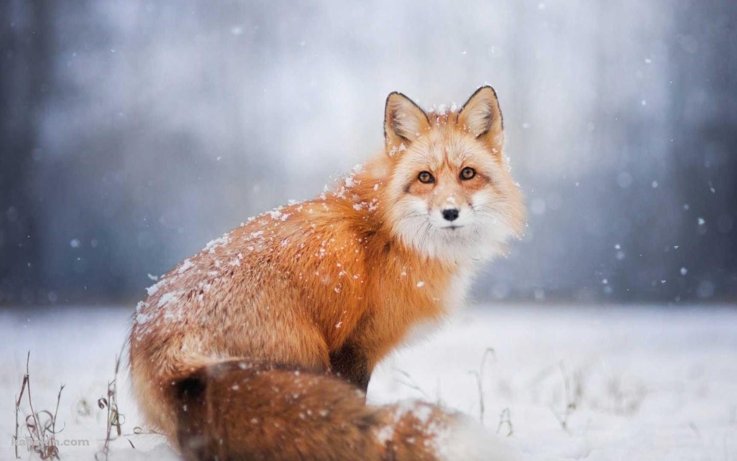 雪の中、こちらを見つめる狐の壁紙(1440px x 900px) 高画質 PC・デスクトップ用