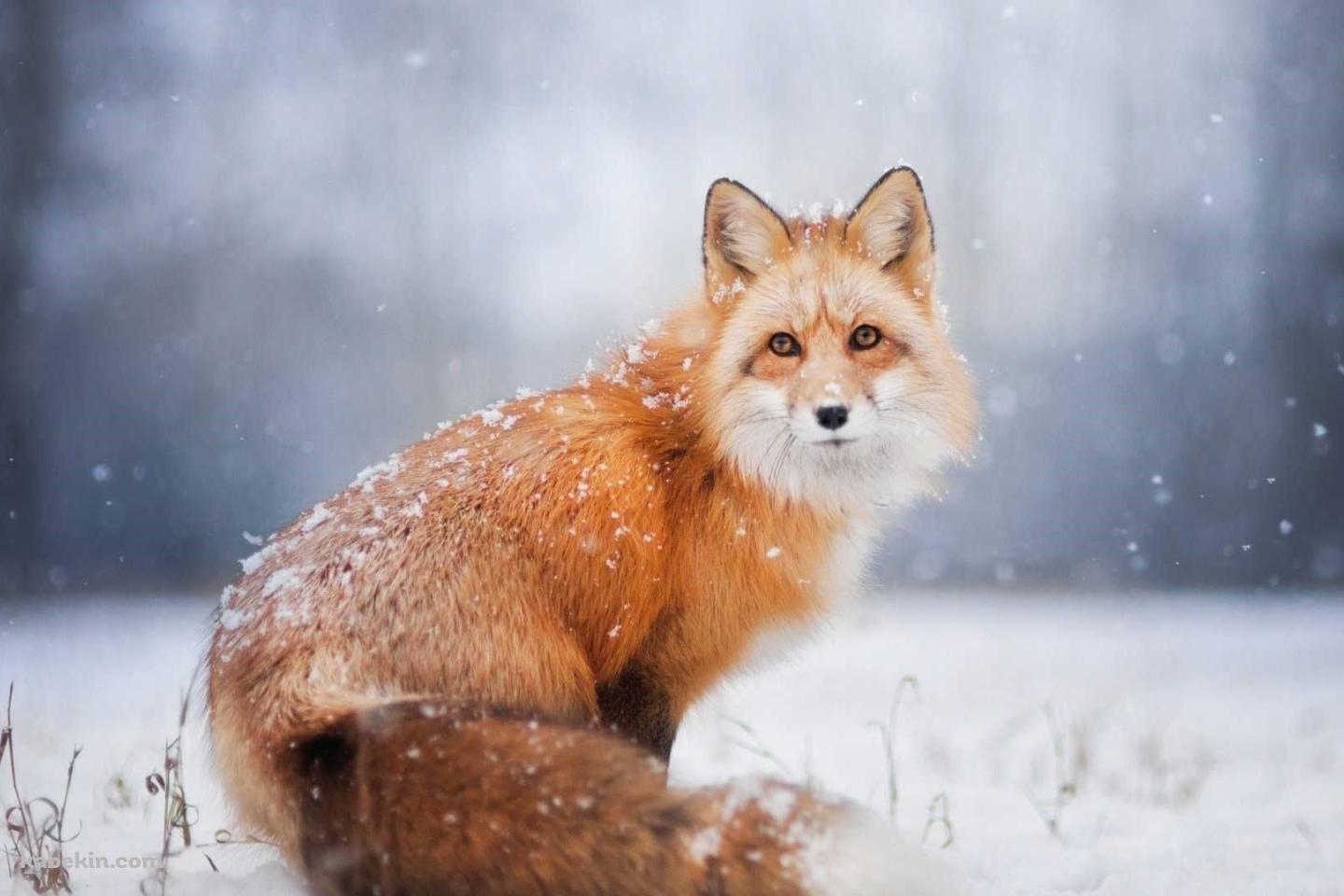 雪の中、こちらを見つめる狐の壁紙(1440px x 960px) 高画質 PC・デスクトップ用