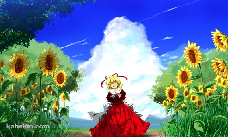 向日葵と笑顔のメディスン・メランコリーと青空 / 東方の壁紙(800px x 480px) 高画質 PC・デスクトップ用