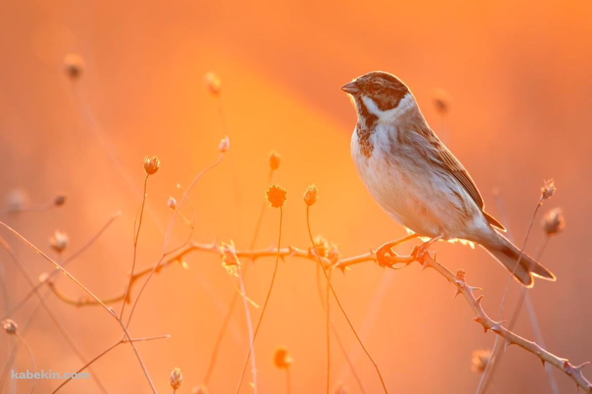 木の枝にとまる雀 / 蕾の多い枝の壁紙(1152px x 768px) 高画質 PC・デスクトップ用