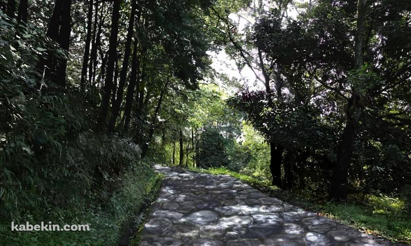 石のレンガの山道 / 緑の木々の壁紙(800px x 480px) 高画質 PC・デスクトップ用