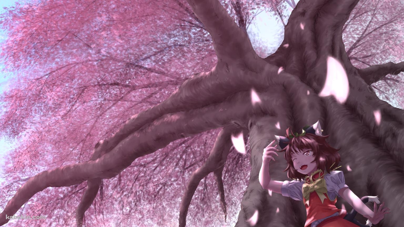 満開の桜と橙 / 東方妖々夢の壁紙(1536px x 864px) 高画質 PC・デスクトップ用