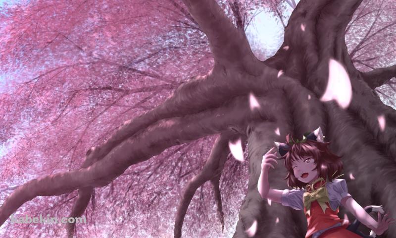 満開の桜と橙 / 東方妖々夢の壁紙(800px x 480px) 高画質 PC・デスクトップ用