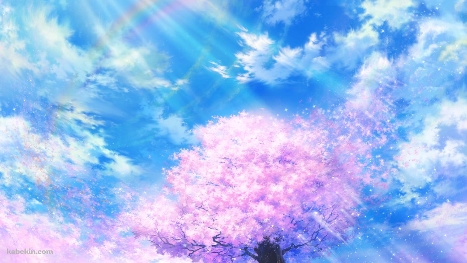 虹がかかる青空と桜の壁紙(1536px x 864px) 高画質 PC・デスクトップ用