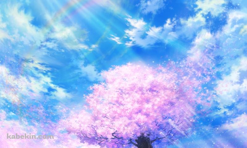 虹がかかる青空と桜の壁紙(800px x 480px) 高画質 PC・デスクトップ用