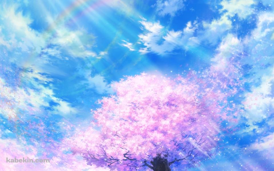 虹がかかる青空と桜の壁紙(960px x 600px) 高画質 PC・デスクトップ用