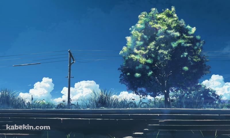 階段と大きな緑の木と電線の壁紙(800px x 480px) 高画質 PC・デスクトップ用