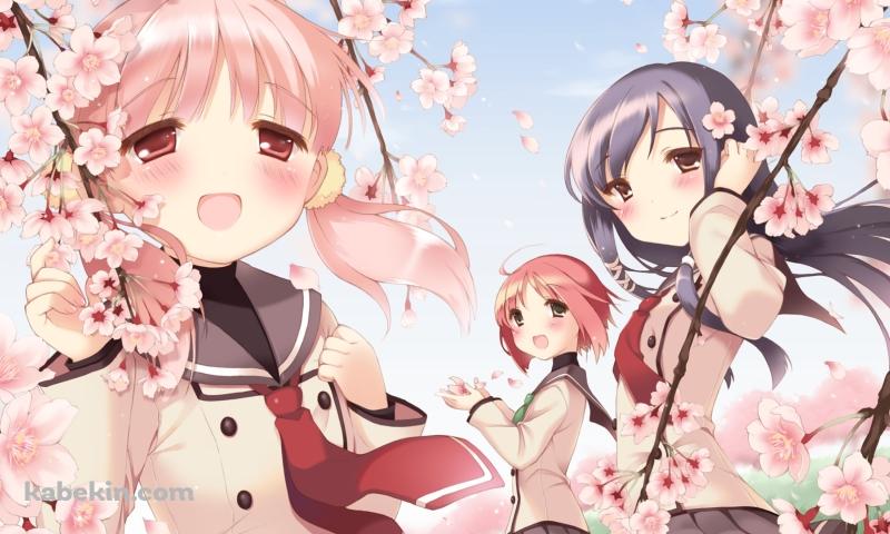 桜と制服を着た秋野 紅葉 / 桐山 桜 / 瀬良 可憐 / さくらむすびの壁紙(800px x 480px) 高画質 PC・デスクトップ用