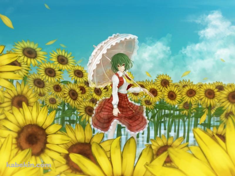 向日葵に囲まれて日傘をさす風見幽香 / 東方の壁紙(800px x 600px) 高画質 PC・デスクトップ用