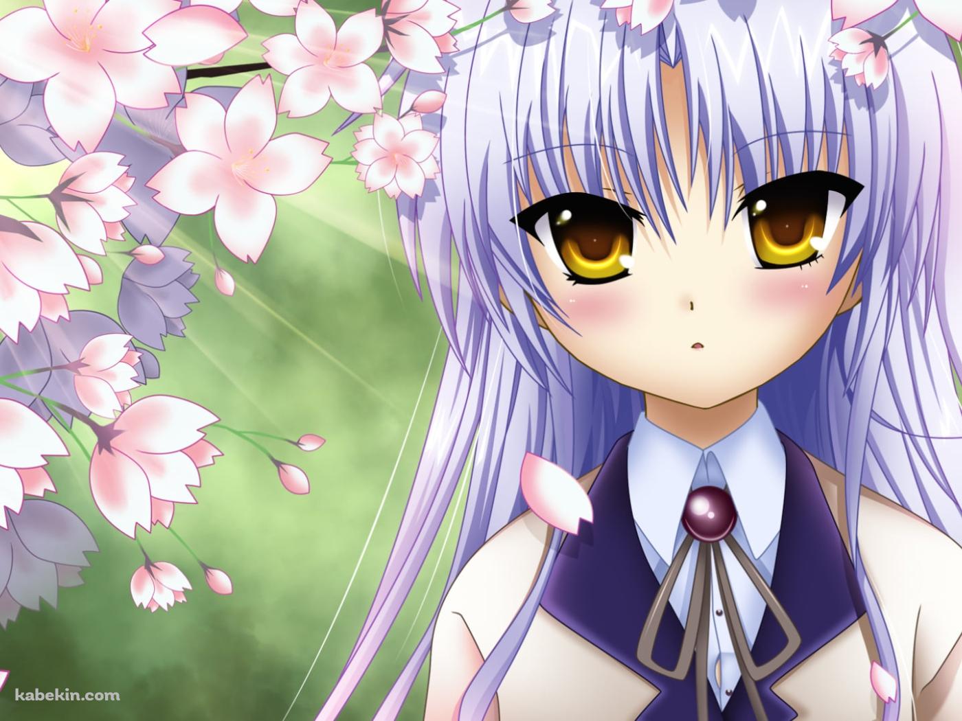 桜の花と立華奏 / エンジェルビーツ!の壁紙(1400px x 1050px) 高画質 PC・デスクトップ用