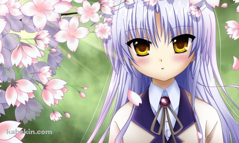 桜の花と立華奏 / エンジェルビーツ!の壁紙(800px x 480px) 高画質 PC・デスクトップ用