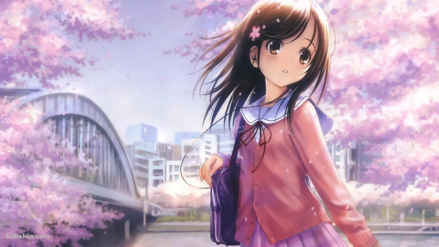 桜と女子中学生 / 花飾りの壁紙(1536px x 864px) 高画質 PC・デスクトップ用