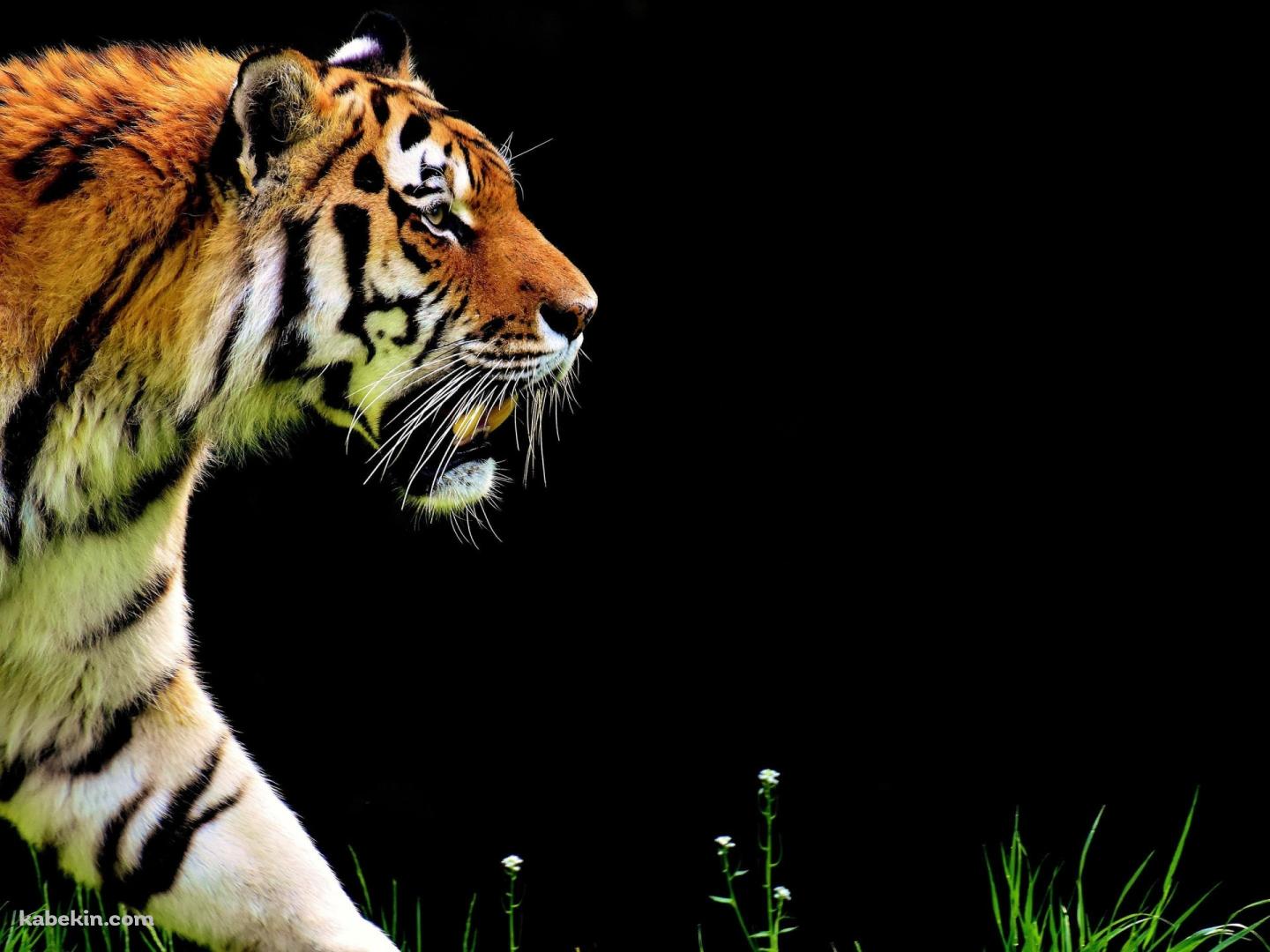 闊歩する虎 / 横向き / かっこいいの壁紙(1440px x 1080px) 高画質 PC・デスクトップ用