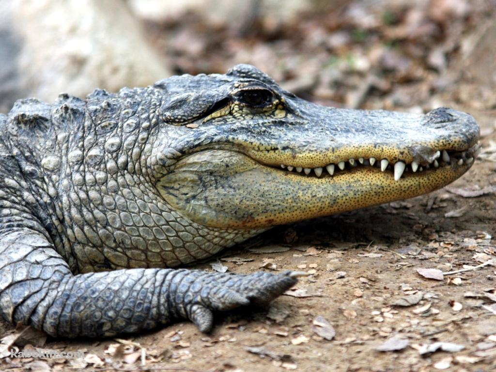アメリカアリゲーター / ミシシッピワニ / American alligatorの壁紙(1024px x 768px) 高画質 PC・デスクトップ用