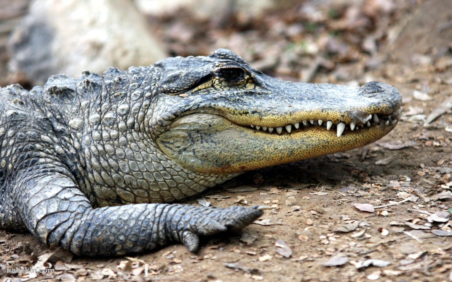 アメリカアリゲーター / ミシシッピワニ / American alligatorの壁紙(1440px x 900px) 高画質 PC・デスクトップ用