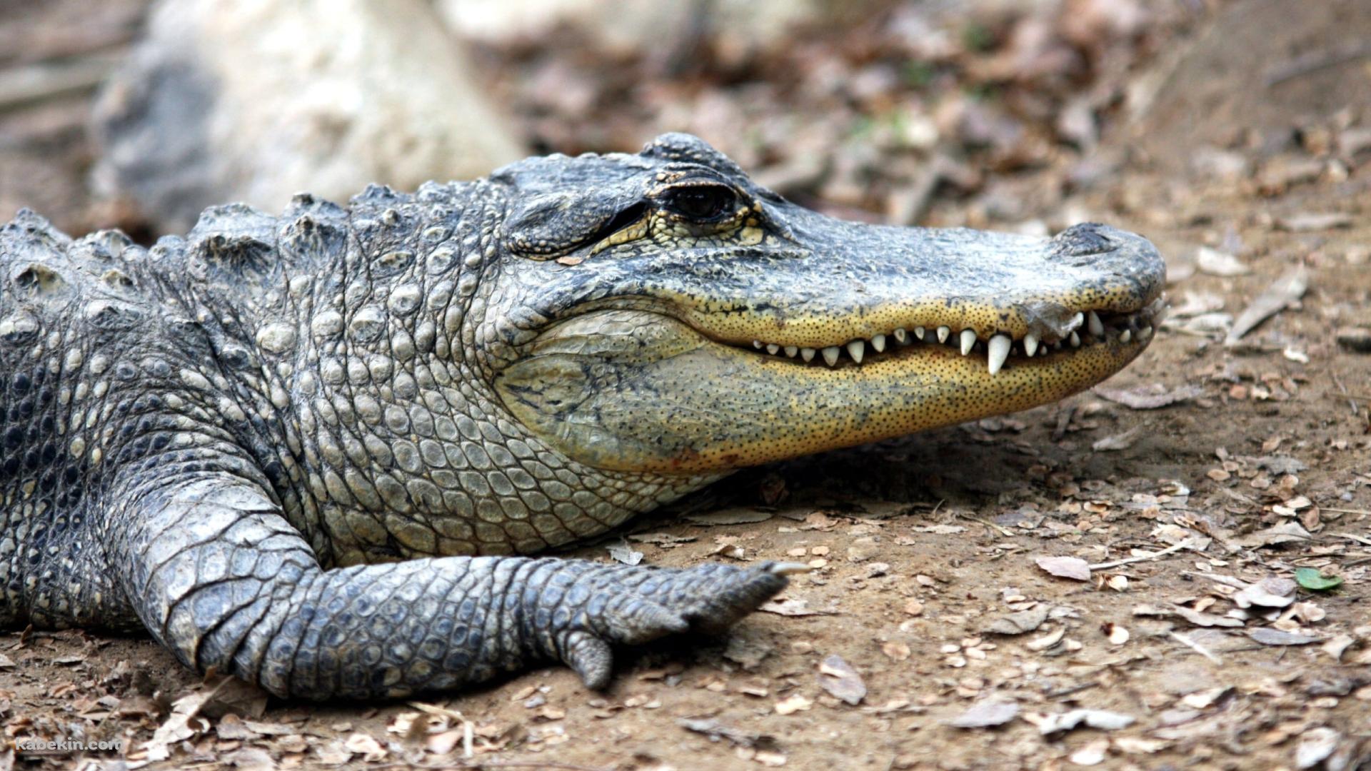 アメリカアリゲーター / ミシシッピワニ / American alligatorの壁紙(1920px x 1080px) 高画質 PC・デスクトップ用