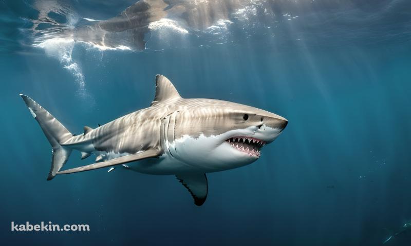 海の中を泳ぐホオジロザメの壁紙(800px x 480px) 高画質 PC・デスクトップ用
