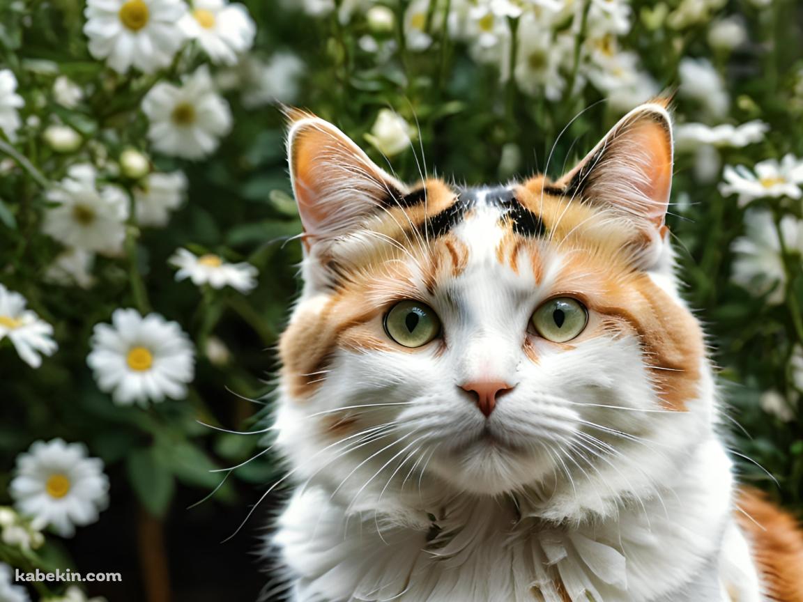 白い花と黒・白・茶色の猫の壁紙(1152px x 864px) 高画質 PC・デスクトップ用