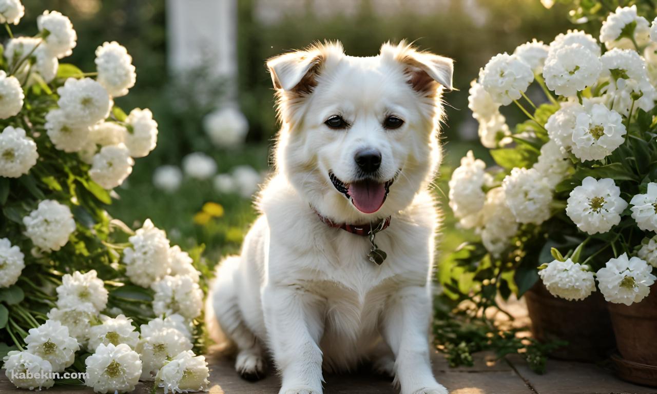 白い花と首輪をつけた白い犬の壁紙(1280px x 768px) 高画質 PC・デスクトップ用