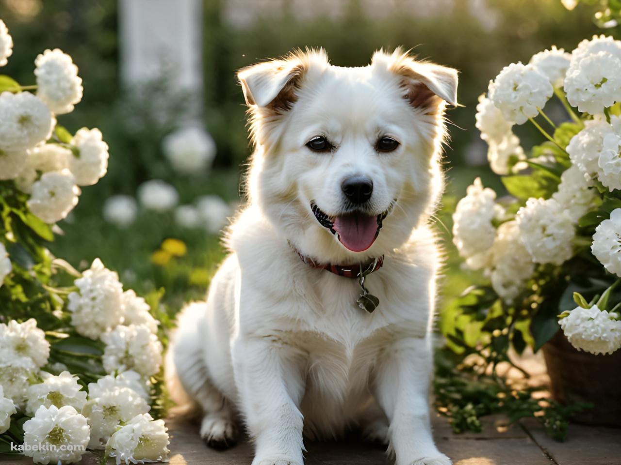 白い花と首輪をつけた白い犬の壁紙(1280px x 960px) 高画質 PC・デスクトップ用