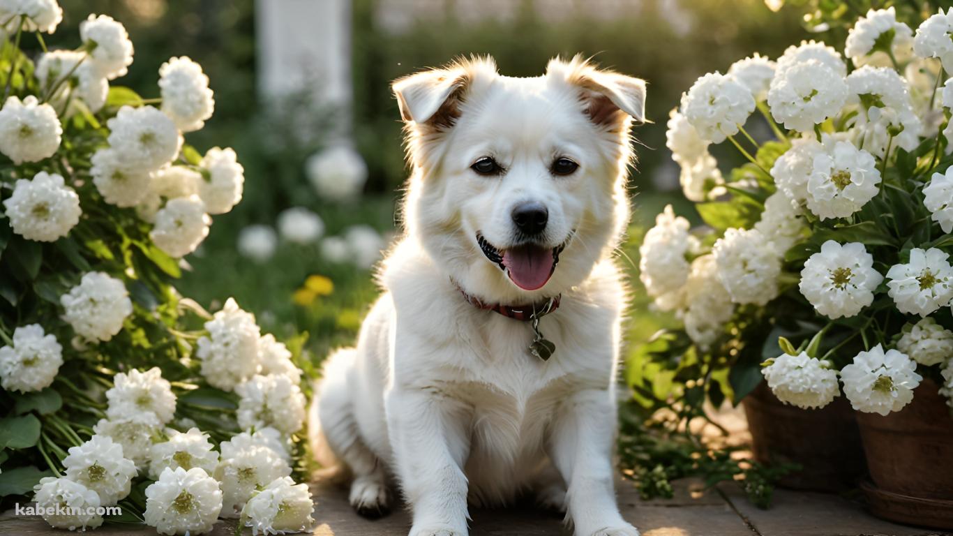 白い花と首輪をつけた白い犬の壁紙(1366px x 768px) 高画質 PC・デスクトップ用