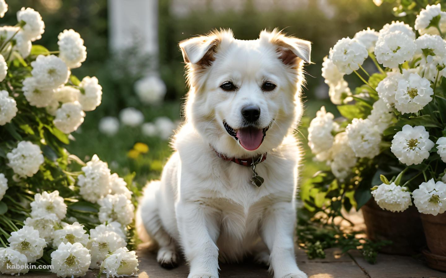 白い花と首輪をつけた白い犬の壁紙(1440px x 900px) 高画質 PC・デスクトップ用