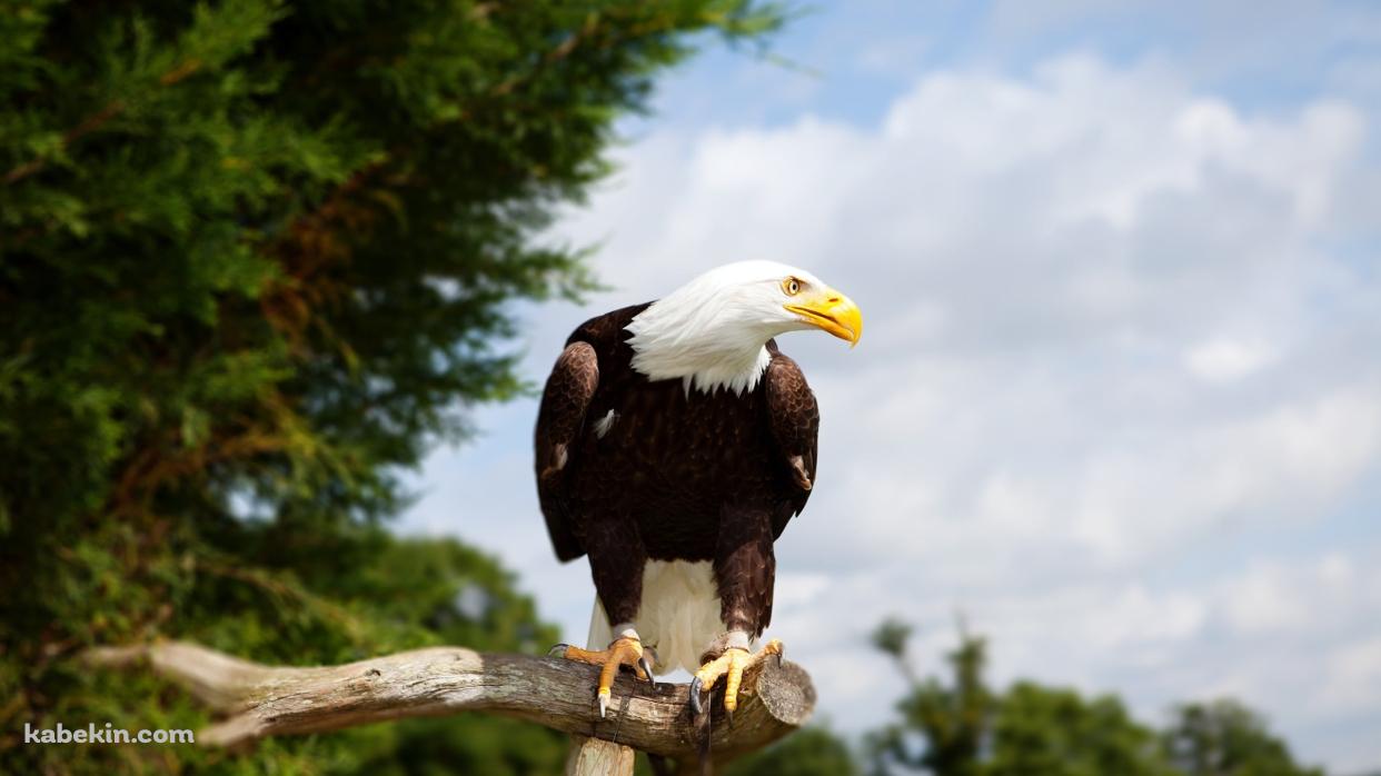 木の枝の上にとまるかっこいいハクトウワシ / Bald Eagleの壁紙(1242px x 698px) 高画質 PC・デスクトップ用