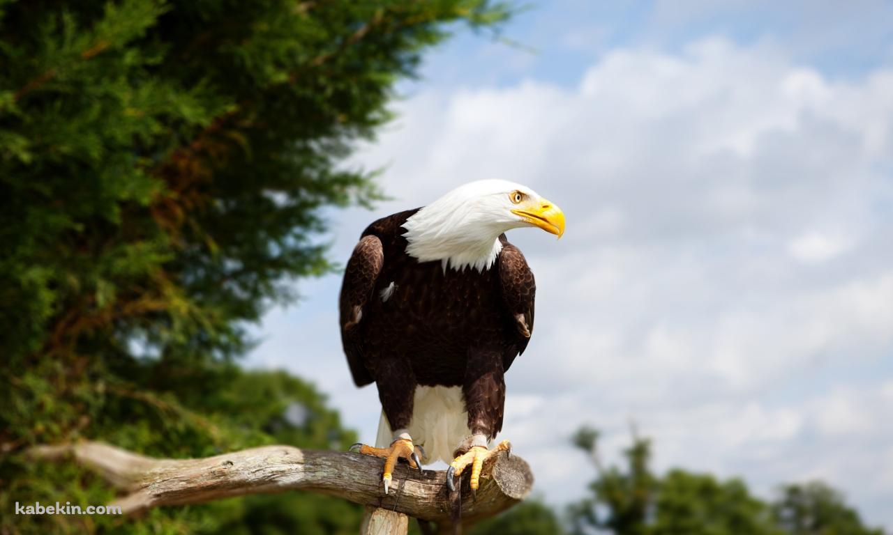 木の枝の上にとまるかっこいいハクトウワシ / Bald Eagleの壁紙(1280px x 768px) 高画質 PC・デスクトップ用