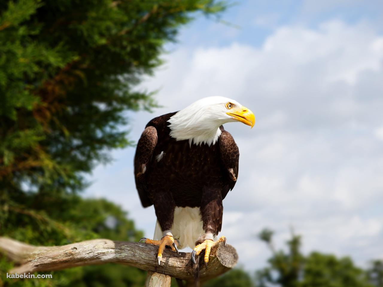 木の枝の上にとまるかっこいいハクトウワシ / Bald Eagleの壁紙(1280px x 960px) 高画質 PC・デスクトップ用