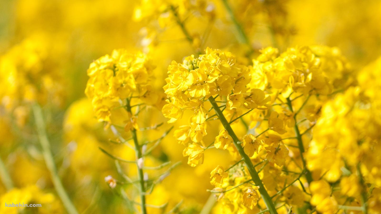 春、黄色い菜の花の壁紙(1600px x 900px) 高画質 PC・デスクトップ用