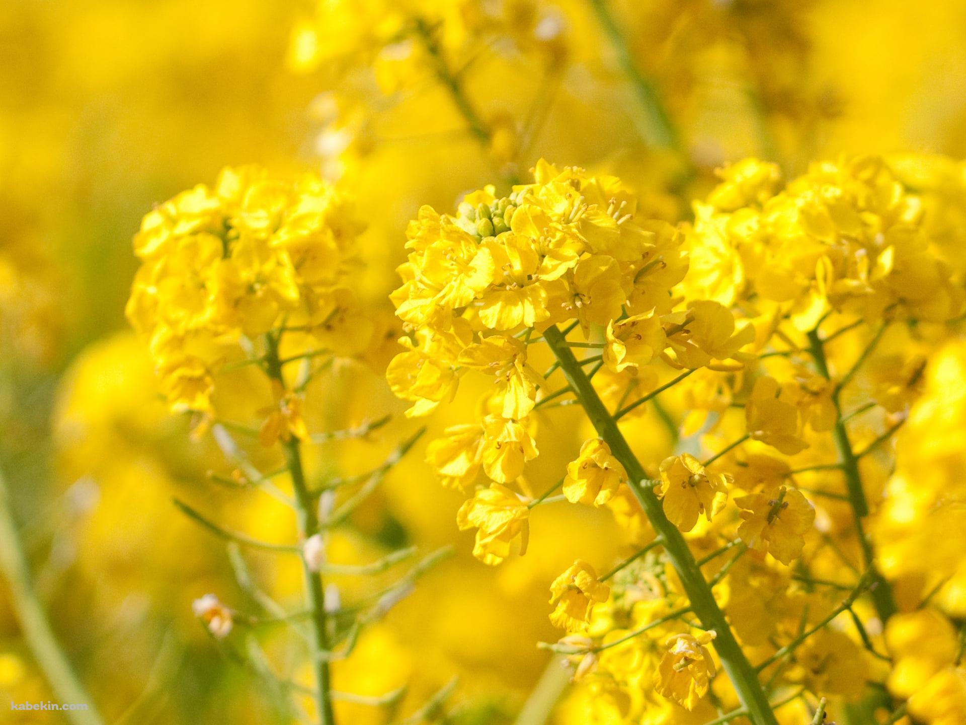 春、黄色い菜の花の壁紙(1920px x 1440px) 高画質 PC・デスクトップ用