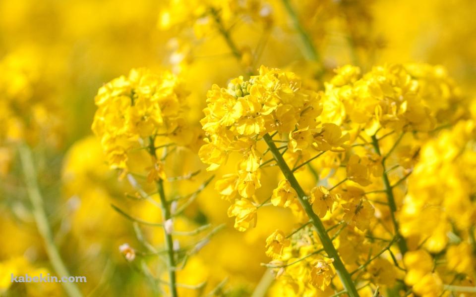 春、黄色い菜の花の壁紙(960px x 600px) 高画質 PC・デスクトップ用