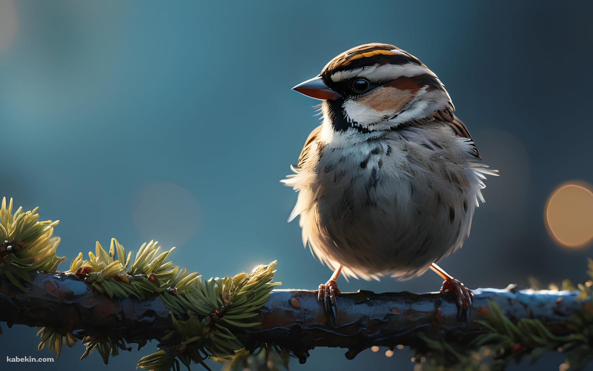 木の枝にとまる可愛い1羽の雀の壁紙(1920px x 1200px) 高画質 PC・デスクトップ用